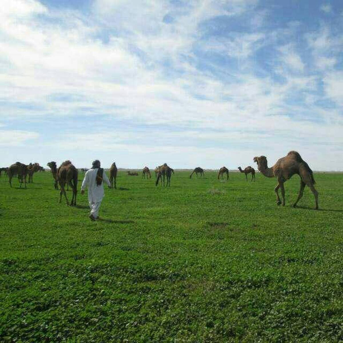 بازگشت امید به جازموریان؛ تالابی که دوباره جان می&zwnj;گیرد