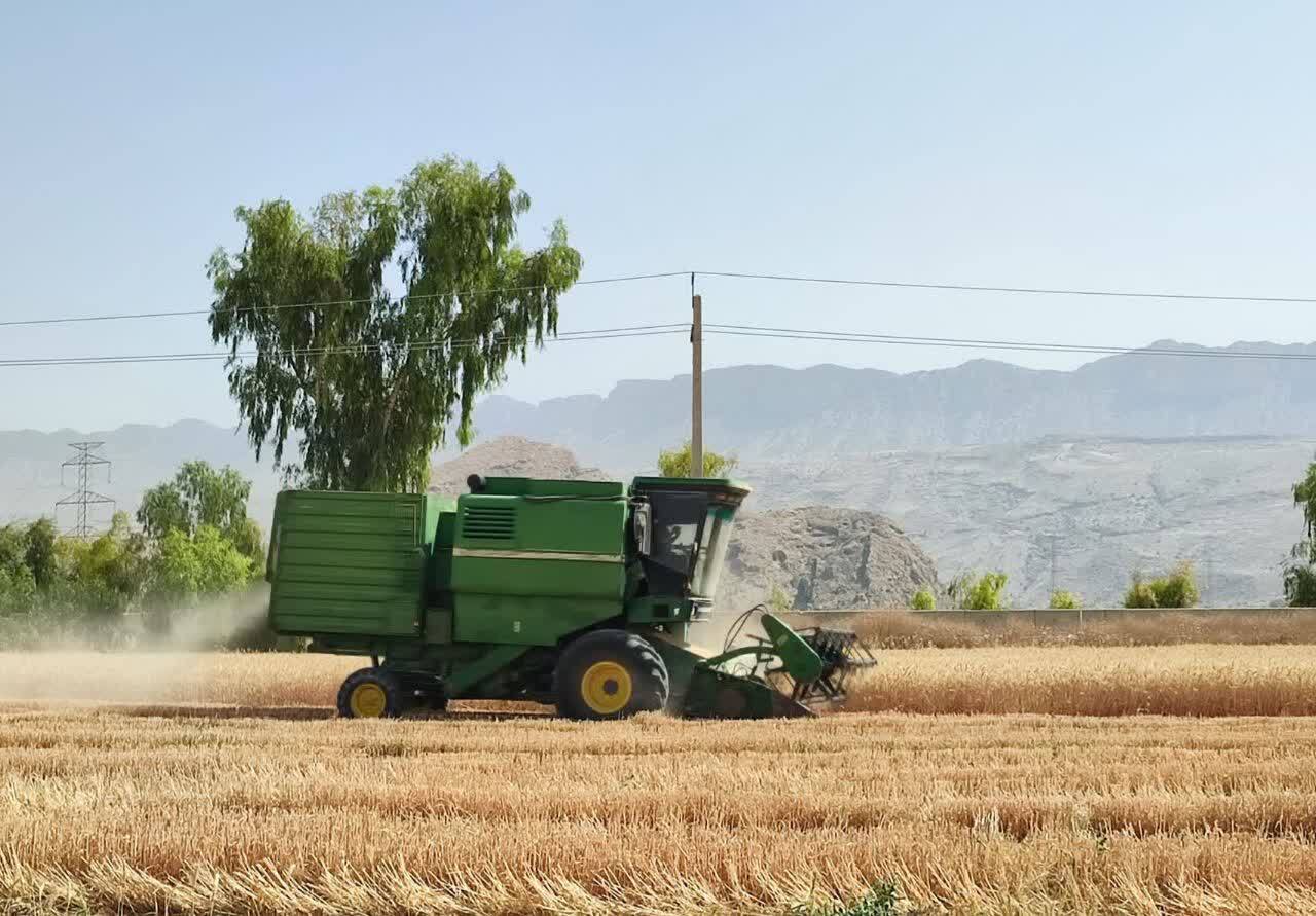 رشد ۱۰۰ درصدی تولید گندم در کازرون/ برداشت از ۳۴ هزار هکتار آغاز شد