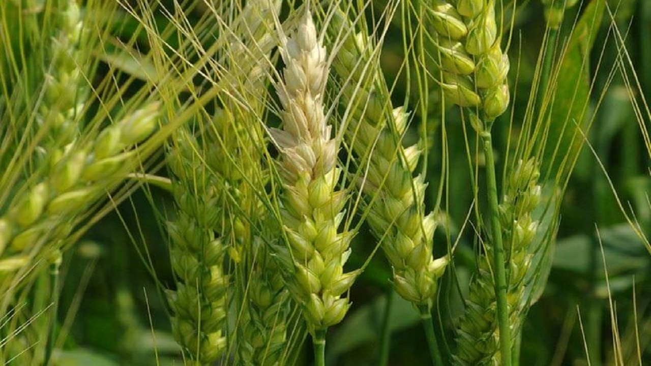 بروز بیماری در گندم و سیب زمینی بر اثر رطوبت بالا
