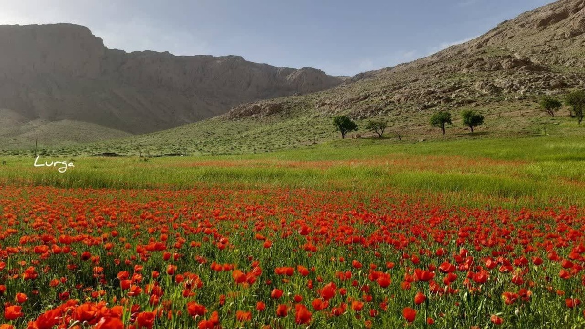 باشگاه خبرنگاران -به تماشای دشت شقایق بنشینید + فیلم