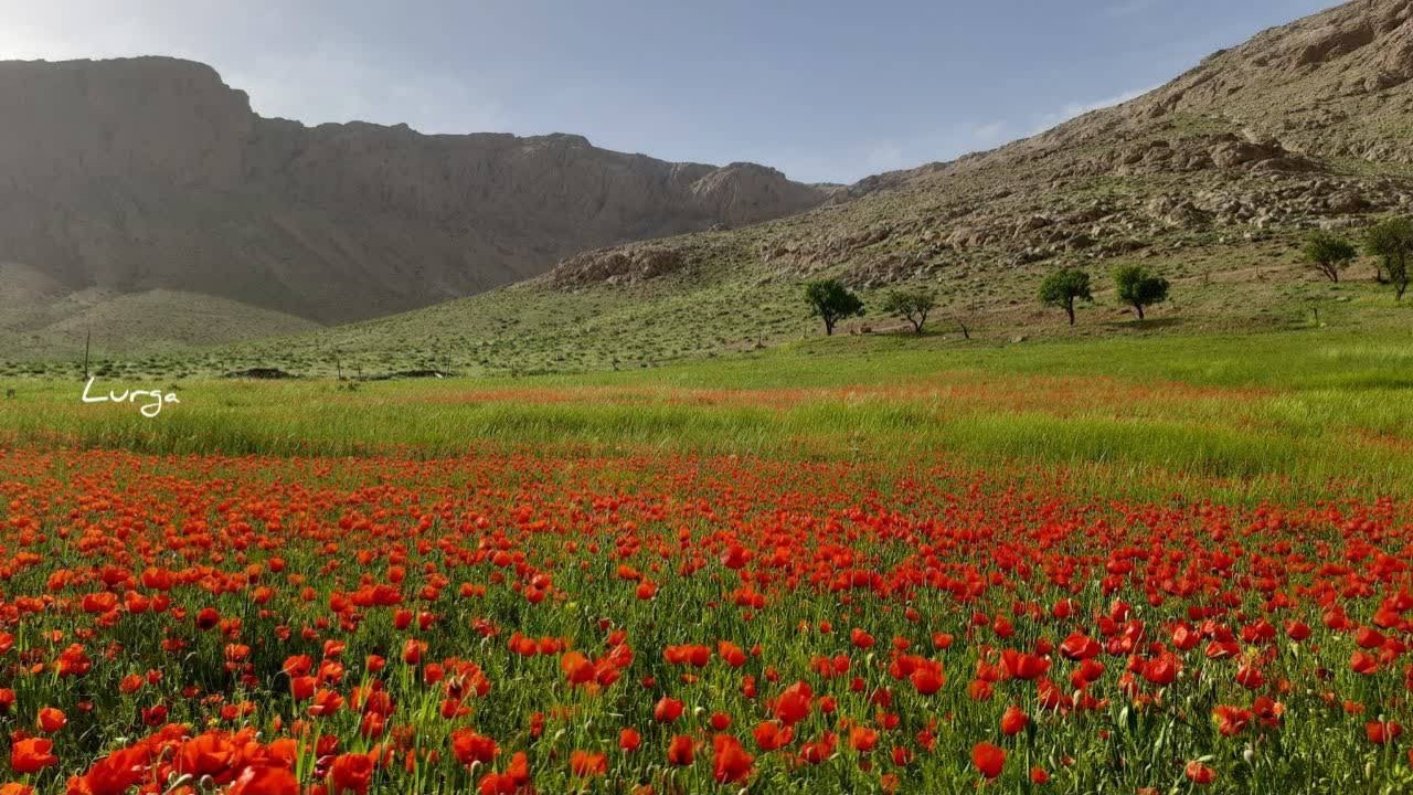 به تماشای دشت شقایق بنشینید + فیلم