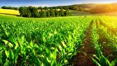 وزارت جهاد کشاورزی درباره کشت فراسرزمینی توضیح داد