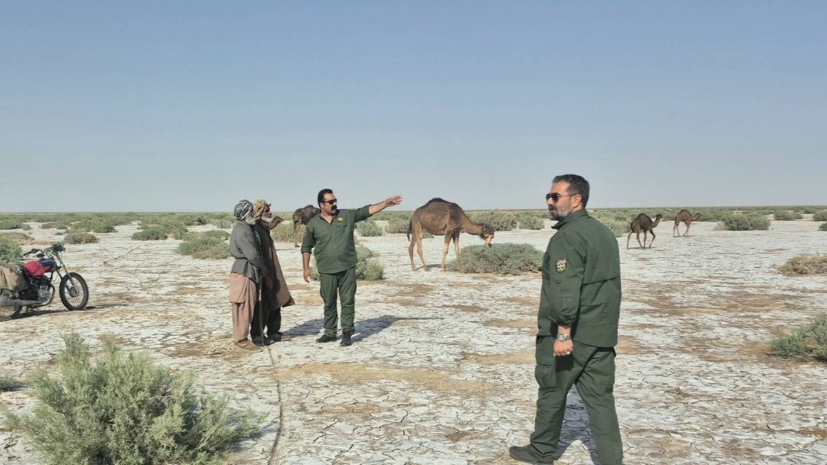 باشگاه خبرنگاران -جمع آوری ۱۰۰ شتر غیرمجاز از تالاب بین‌المللی هامون