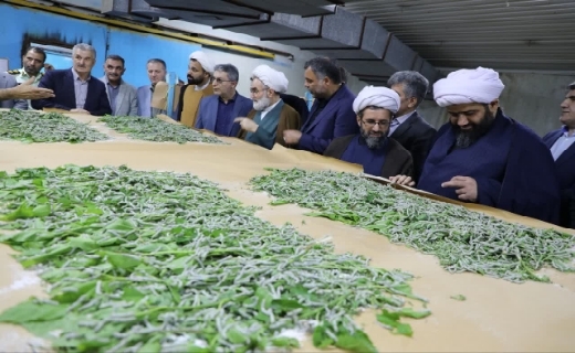 تقویت اقتصاد روستاهای گیلان با احیای نوغانداری