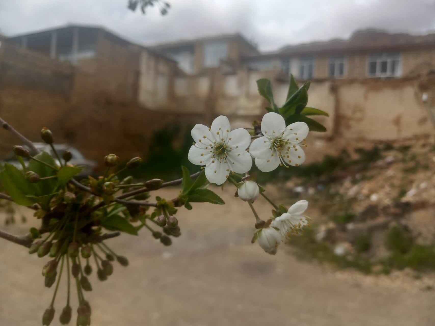 شکوفه&zwnj;های گیلاس در لارستان