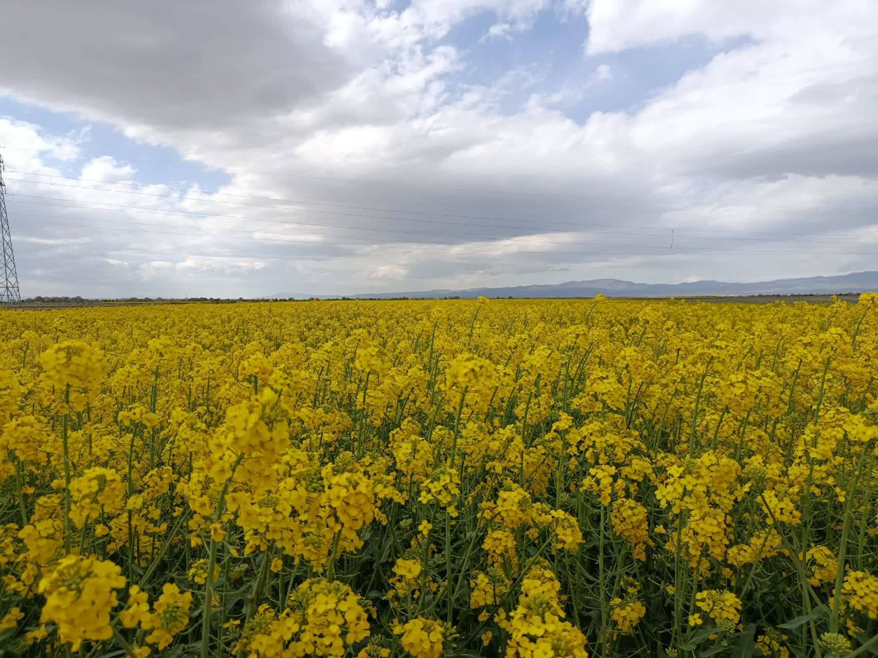 نگاهی به دشت زیبای استان قزوین از لنز دوربین شهروندخبرنگار