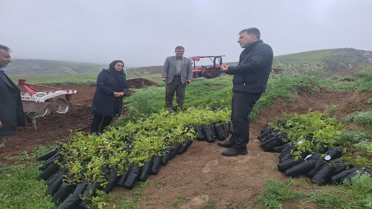 باشگاه خبرنگاران -توسعه باغات سماق در هوراند؛ گام جدید برای حفاظت ذخایر ژنتیکی و بهره‌برداری پایدار