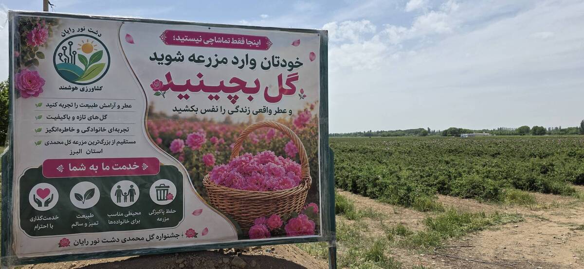 باشگاه خبرنگاران -ساوجبلاغ؛ غرق در عطر گل محمدی / جشنواره‌ای از رنگ، طبیعت و اشتغال در قاسم‌آباد بزرگ