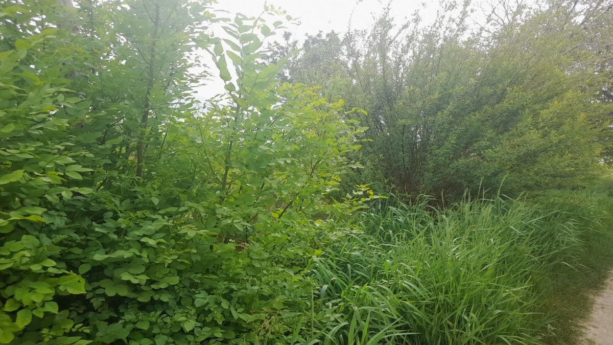 باشگاه خبرنگاران -نمای بهاری از روستای حشمتیه خمین + عکس