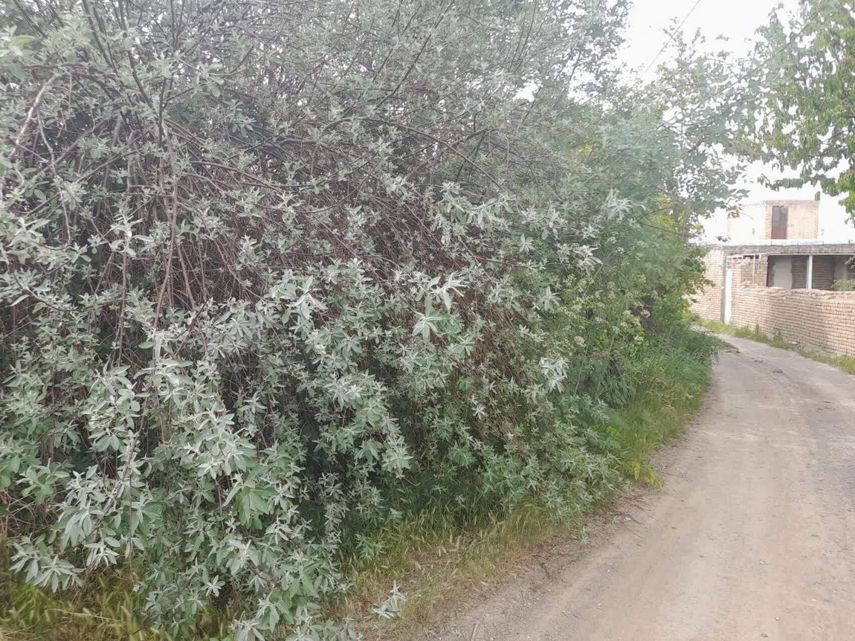 نمای بهاری از روستای حشمتیه خمین