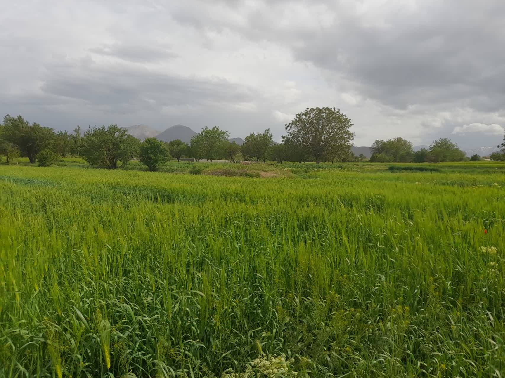 نمای بهاری از روستای حشمتیه خمین