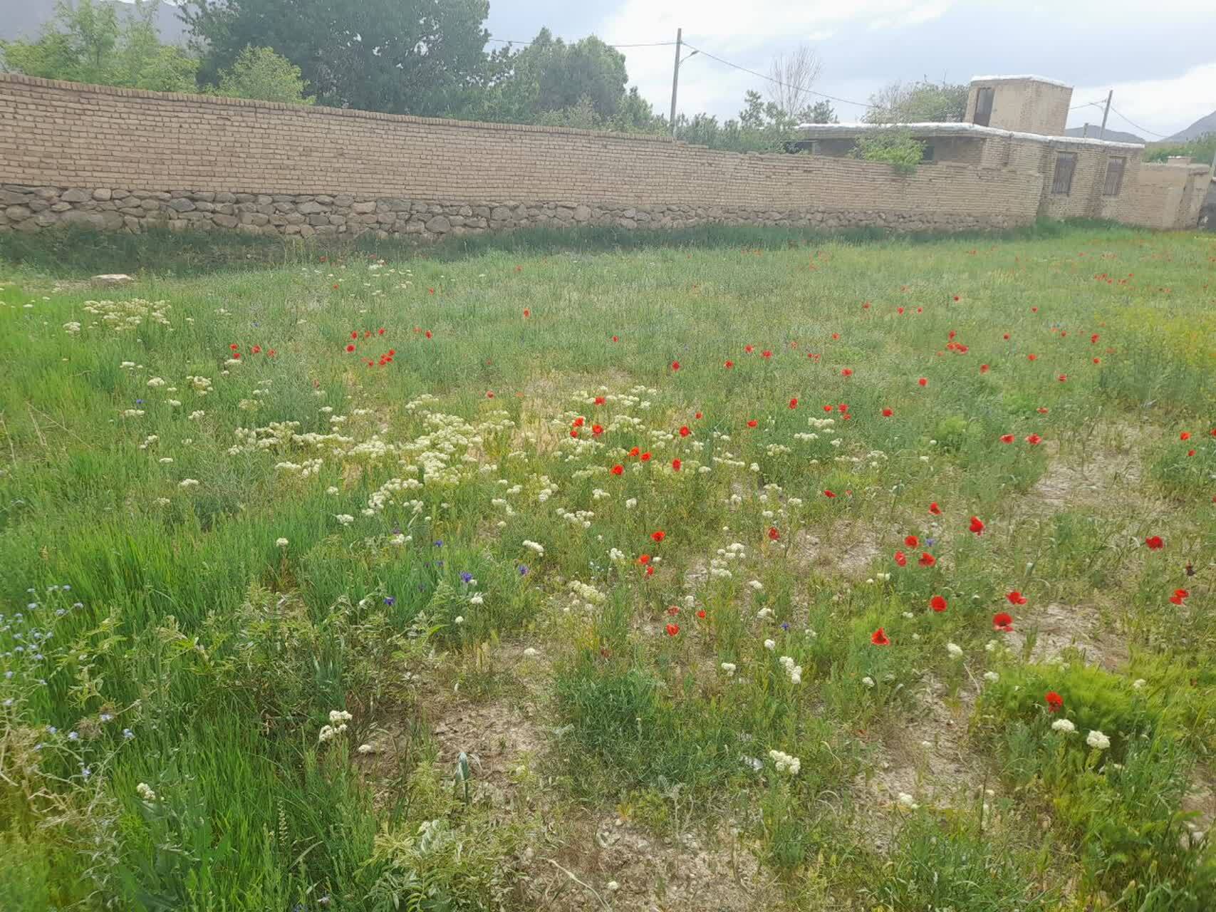 نمای بهاری از روستای حشمتیه خمین