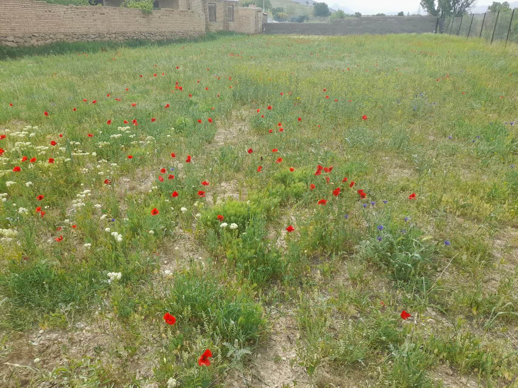 نمای بهاری از روستای حشمتیه خمین