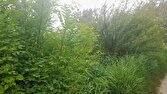 نمای بهاری از روستای حشمتیه خمین + عکس