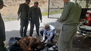 مرگ تلخ خرس ماده در دنا؛ شکارچیان دوباره حیات‌وحش را نشانه رفتند