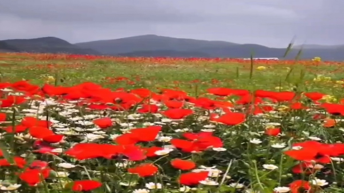 باشگاه خبرنگاران -شکوفایی دشت شقایق‌ها در حومه خرم‌آباد + فیلم