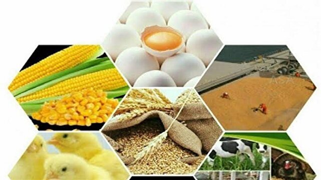 توزیع بیش از ۱۸۵ هزار تن انواع نهاده های کشاورزی و دامی در آذربایجان غربی