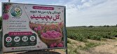 ساوجبلاغ؛ غرق در عطر گل محمدی / جشنواره‌ای از رنگ، طبیعت و اشتغال در قاسم‌آباد بزرگ