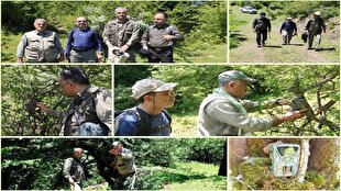 آغاز طرح شناسایی و شناسنامه‌دار کردن پلنگ ایرانی در جنگل‌های هیرکانی گیلان