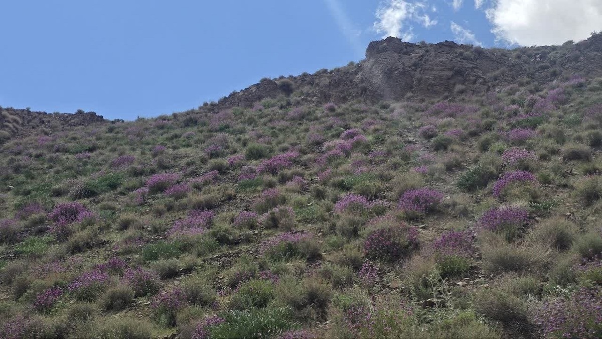باشگاه خبرنگاران -۷.۸ میلیون هکتار گستره سبز با تولید سالانه ۴۷۹ هزار تن علوفه