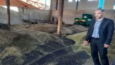 آمادگی کامل برای خرید تضمینی کلزا در گلوگاه