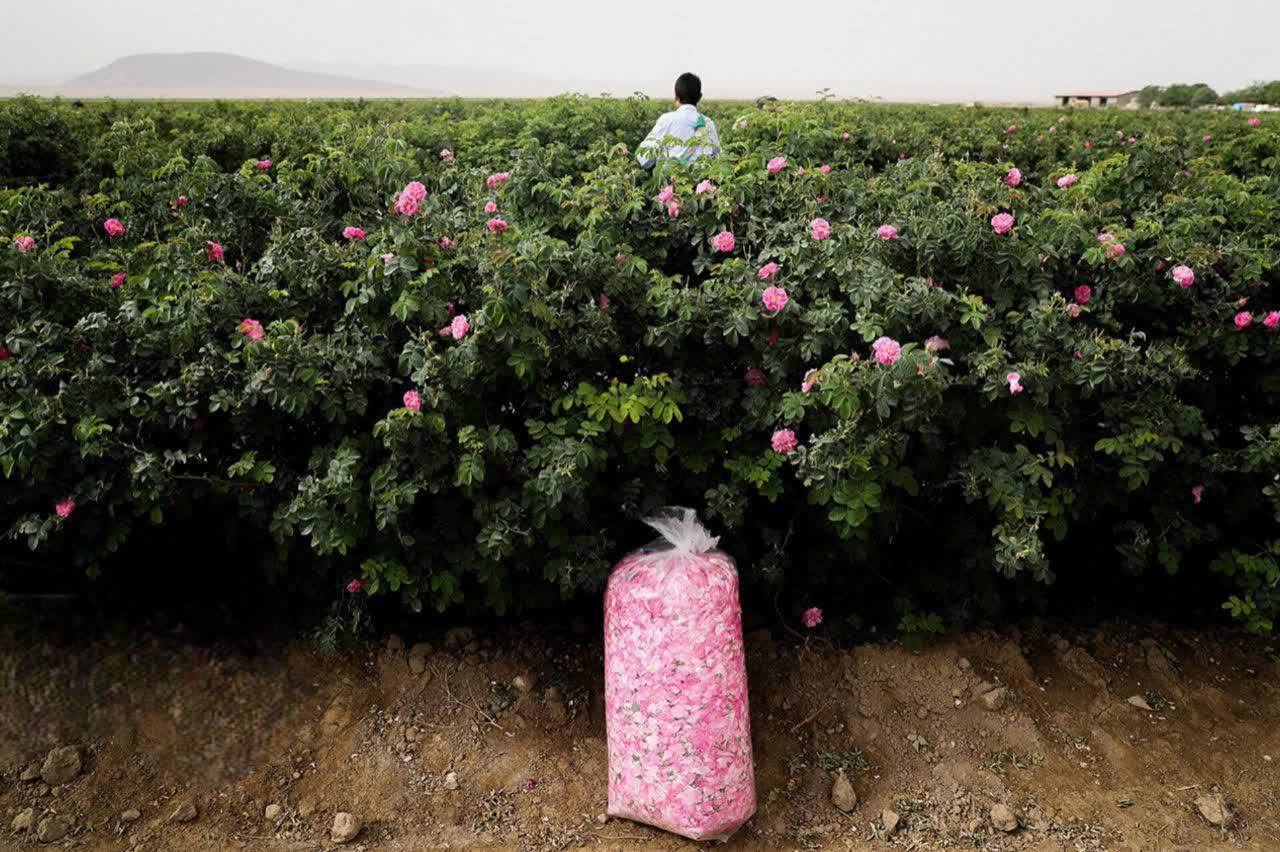 افتخارآفرینی کرمان در صنعت گیاهان دارویی؛ گل محمدی، نگین سرخ درآمدزایی استان