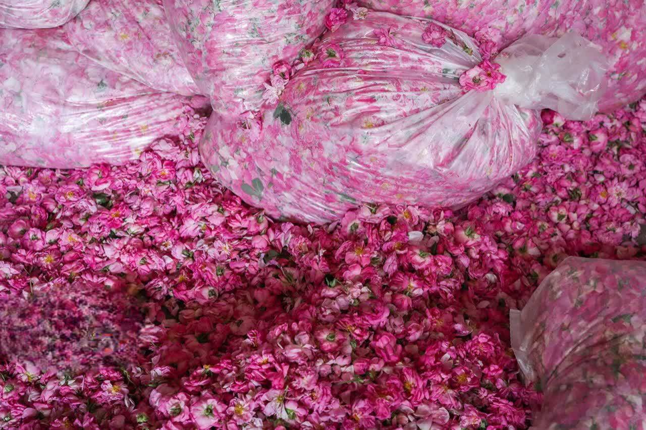 افتخارآفرینی کرمان در صنعت گیاهان دارویی؛ گل محمدی، نگین سرخ درآمدزایی استان