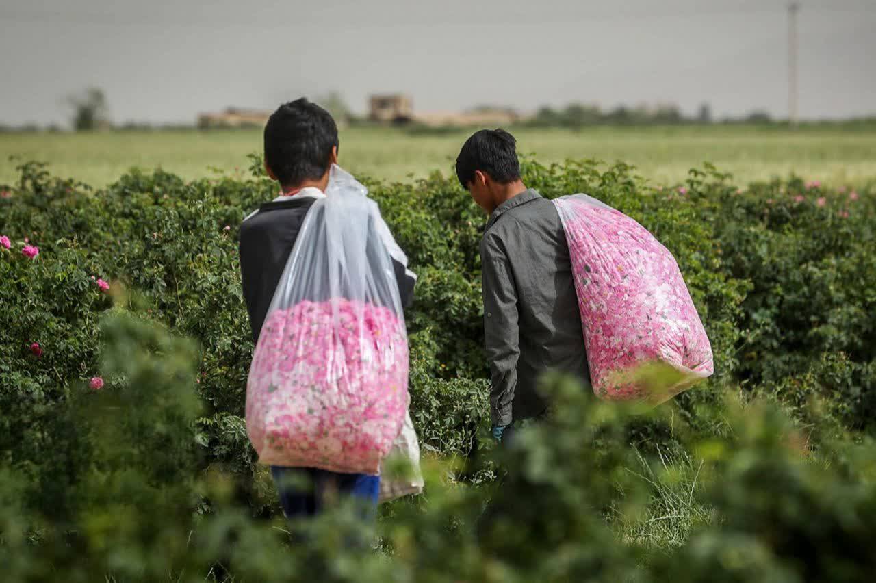 افتخارآفرینی کرمان در صنعت گیاهان دارویی؛ گل محمدی، نگین سرخ درآمدزایی استان
