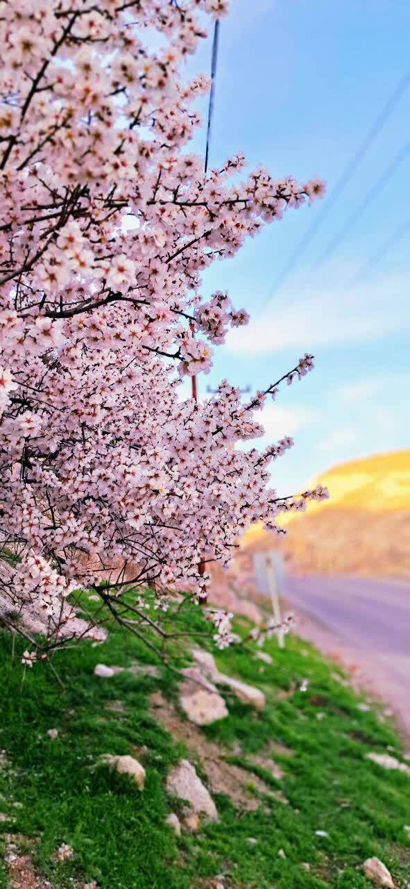 سفر بهاری به دل طبیعت مراغه در قاب دوربین شهروندخبرنگار