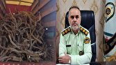 کشف محموله چوب طاق قاچاق در میاندورود