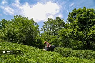 برداشت چای بهاره در گیلان