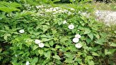 قابی از رویش گیاه خودروی شیپوری سفید در قائمشهر + عکس