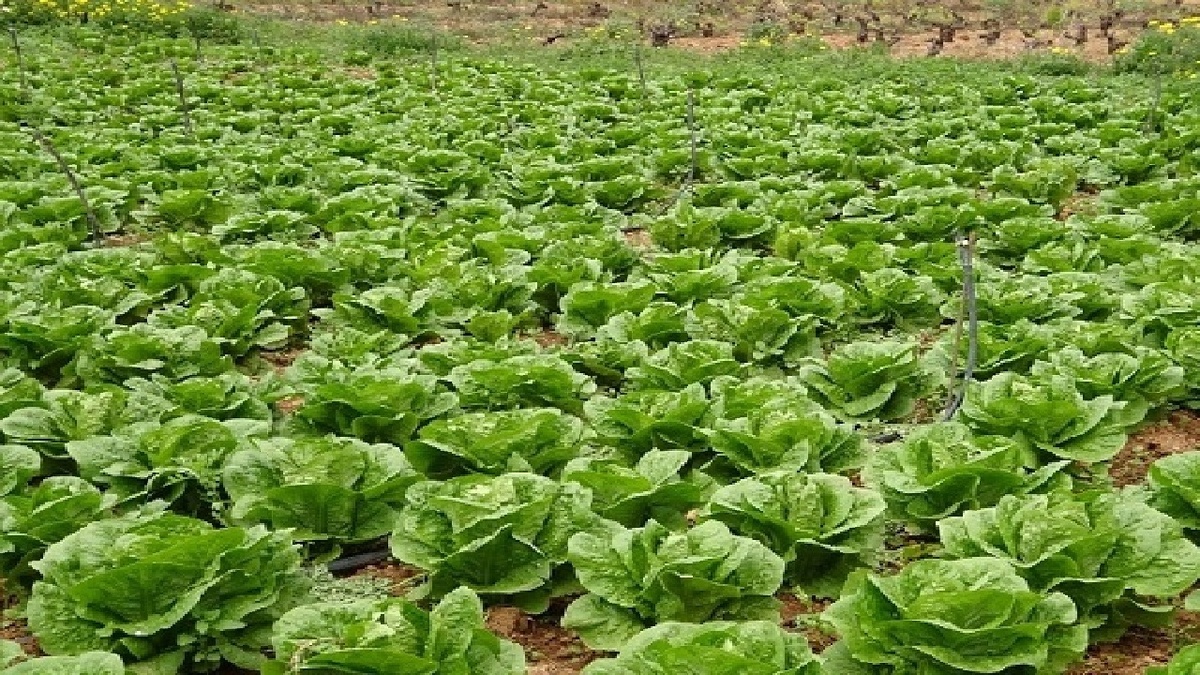 باشگاه خبرنگاران -خرمشهر؛ سرزمینی برای کشت سبزی و صیفی پاییزه!