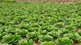 خرمشهر؛ سرزمینی برای کشت سبزی و صیفی پاییزه!