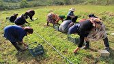 هشدار منابع طبیعی استان سمنان درباره برداشت غیرمجاز گیاهان دارویی