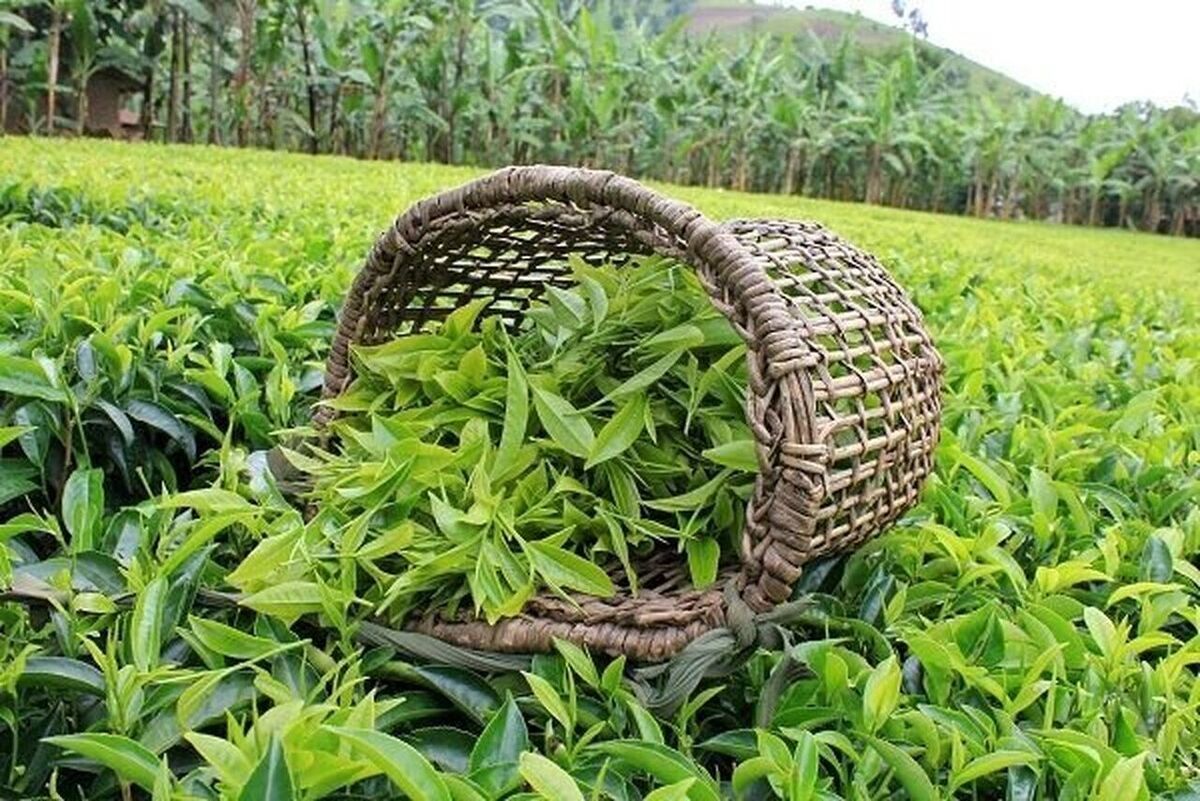 باشگاه خبرنگاران -خرید تضمینی برگ سبز چای به بیش از ۴۰ هزارتن رسید