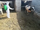 تب کریمه کنگو در اردبیل مهار شد