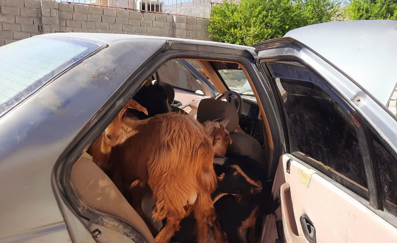 کشف احشام سرقتی