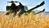 مزارع گندم و جو نهبندان امسال طلایی‌تر شدند