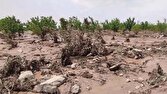 خسارات تگرگ به ۸۰ درصد مزارع روستای طاق‌طاوی چوار