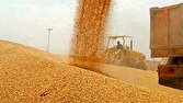 نقش‌آفرینی سمنان در تامین امنیت غذایی با برآورد خرید تضمینی ۸۵ هزار تن گندم