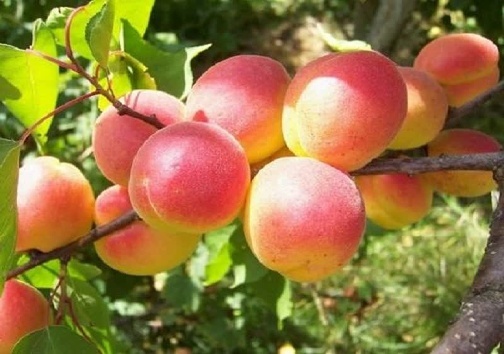 زردآلو
