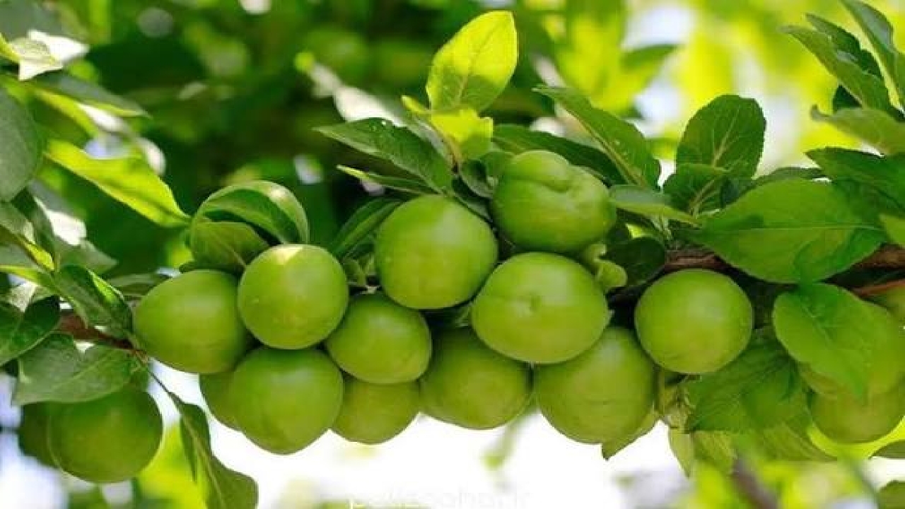 به ثمر نشستن درختان آلوچه در گیلان