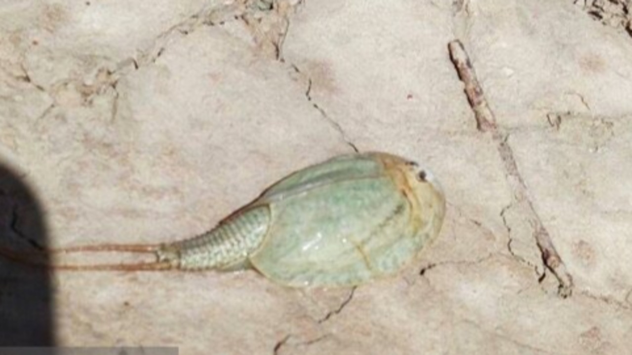 مشاهده فسیل زنده در تالاب هامون