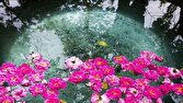 پرونده جهانی گلاب‌گیری کاشان به یونسکو ارسال شد