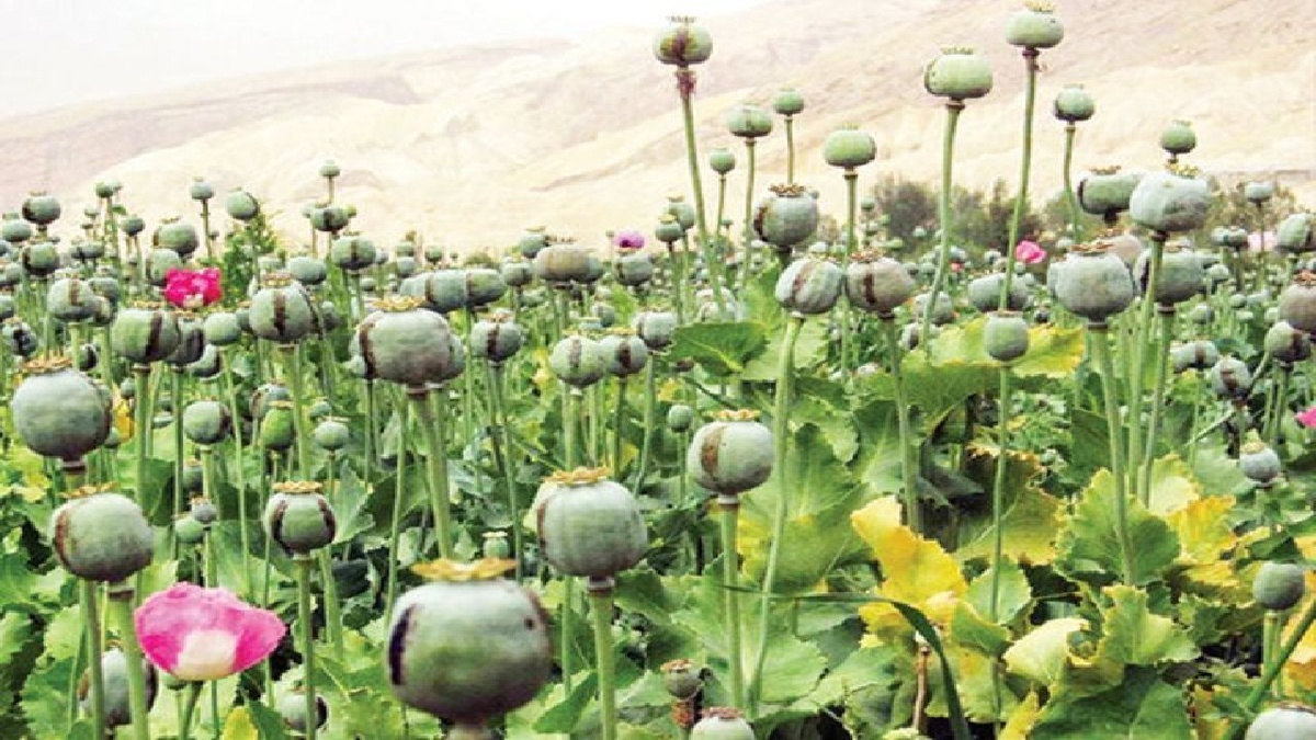 باشگاه خبرنگاران -کشت گیاهان ممنوعه در خوزستان؛ مجازات در انتظار متخلفان