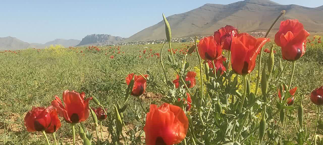 سفر بهاری دشت سرسبز وردنجان در قاب دوربین شهروندخبرنگار