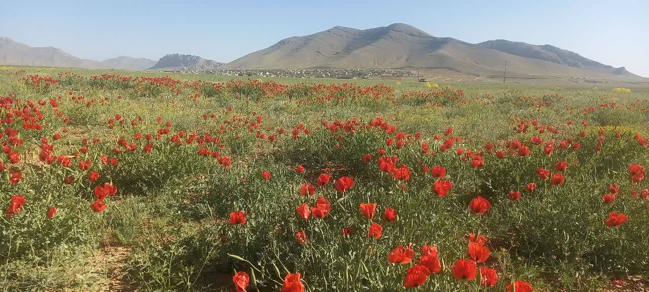 سفر بهاری به دشت سرسبز شقایق محلی وردنجان در قاب دوربین شهروندخبرنگار