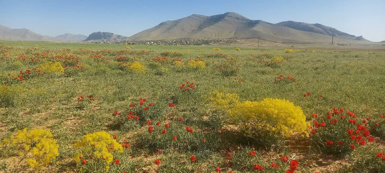 سفر بهاری دشت سرسبز وردنجان در قاب دوربین شهروندخبرنگار