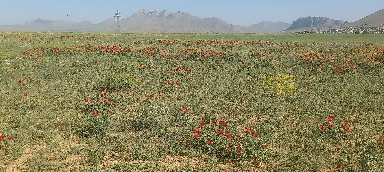 سفر بهاری دشت سرسبز وردنجان در قاب دوربین شهروندخبرنگار